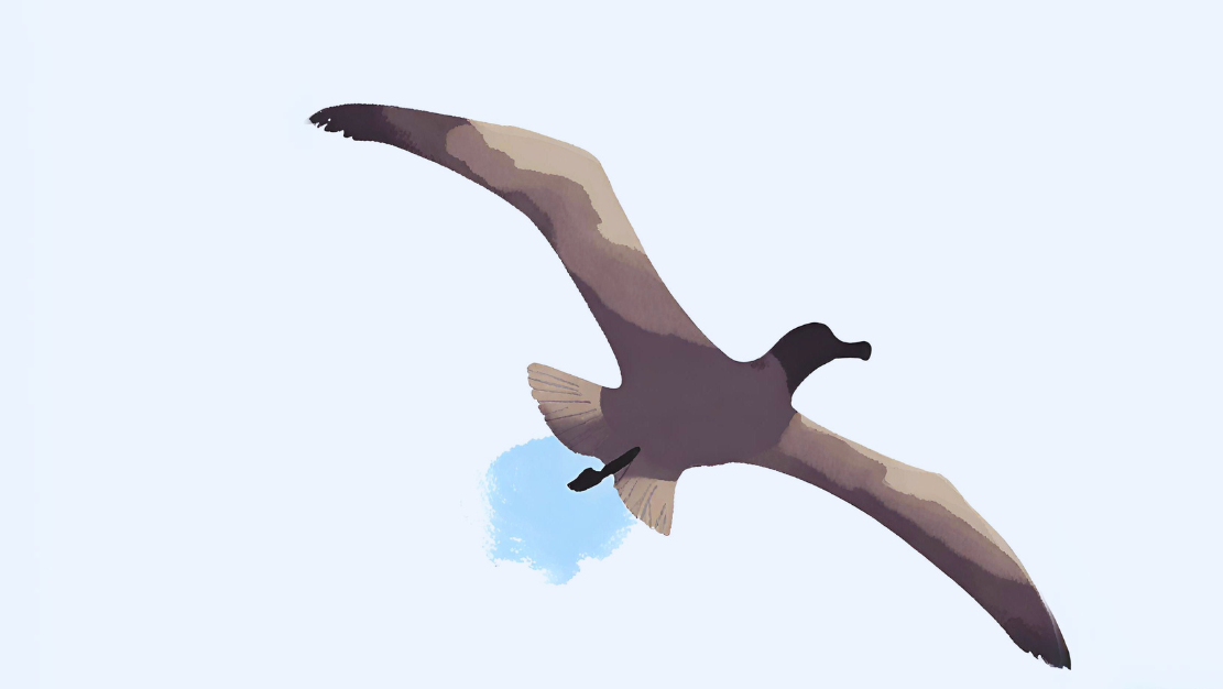 An albatross, surfing the sea breeze.